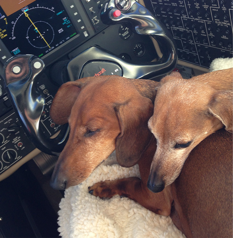 Tips for flying your pet on private aircraft